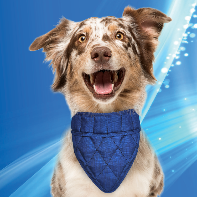 Aqua Coolkeeper Cooling Pet Bandana bandana rinfrescante cane
