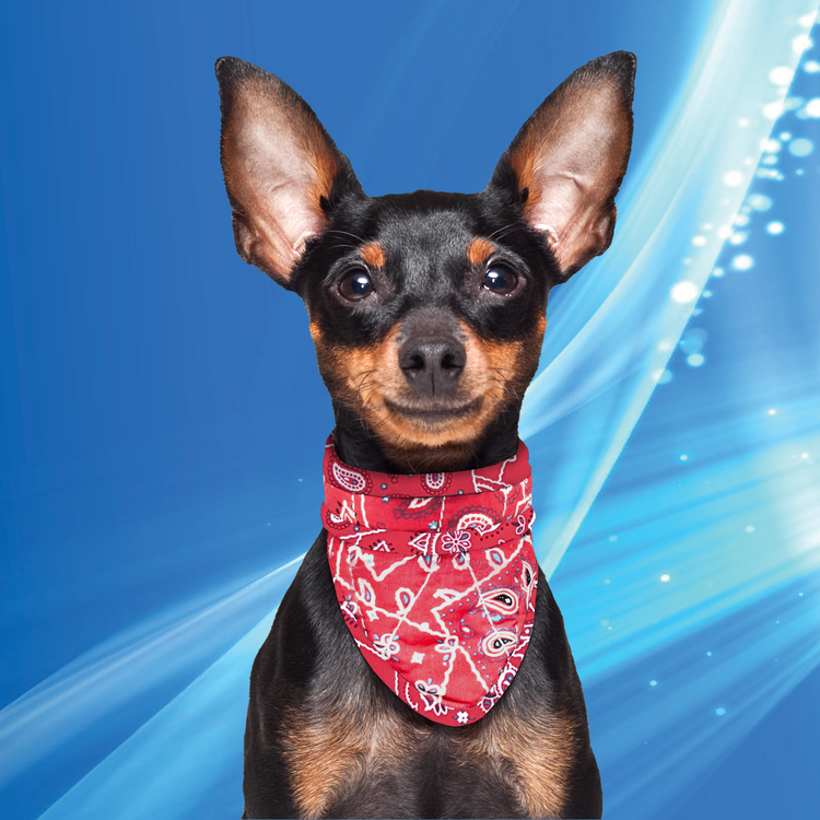 Aqua Coolkeeper Cooling Pet Bandana bandana rinfrescante cane