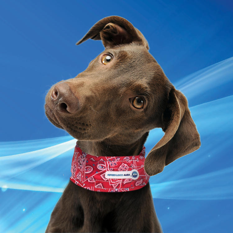 Aqua Coolkeeper Collare rinfrescante cane attivazione ad acqua