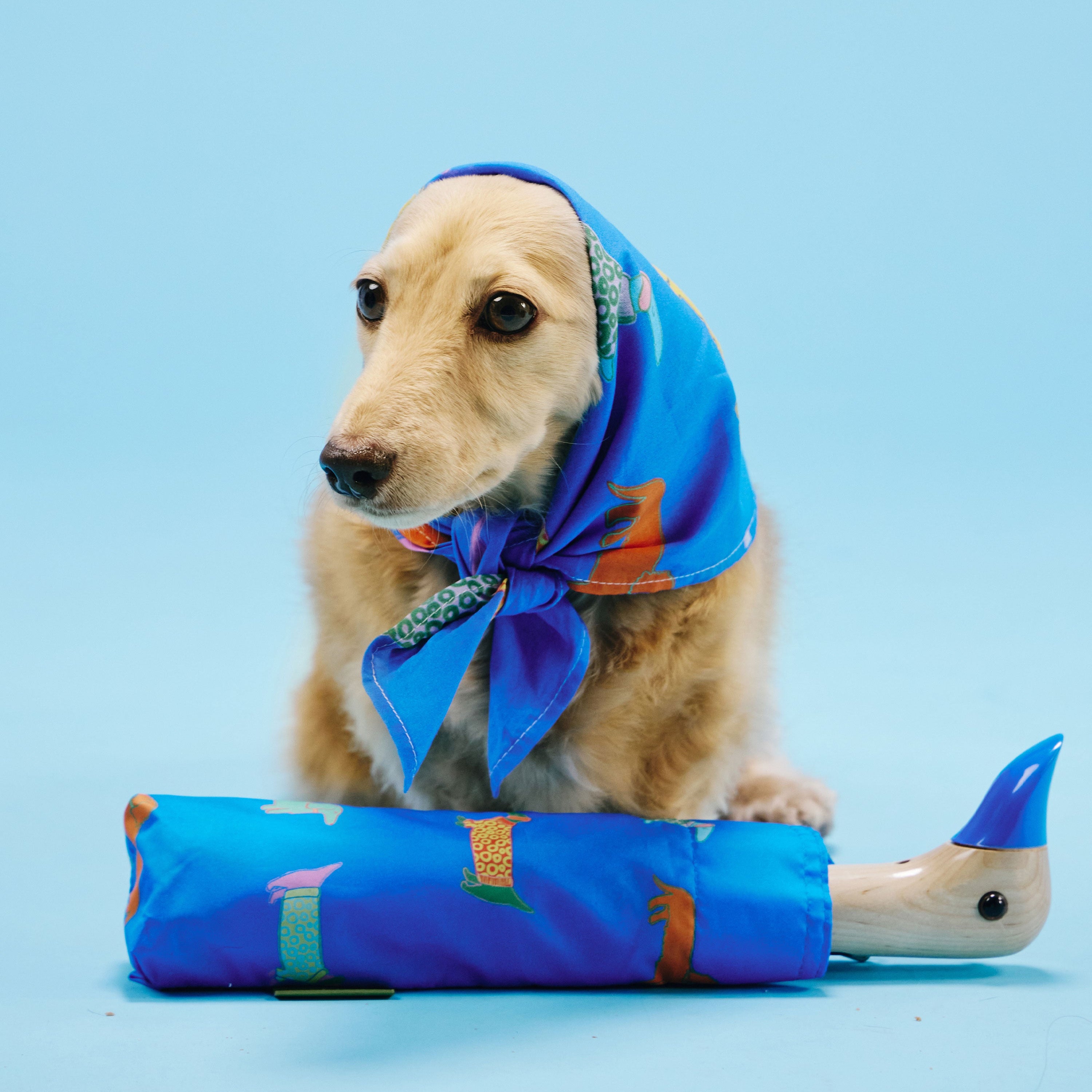 Original Duckhead Dogs in Blue Bandana bandana cane cotone blu