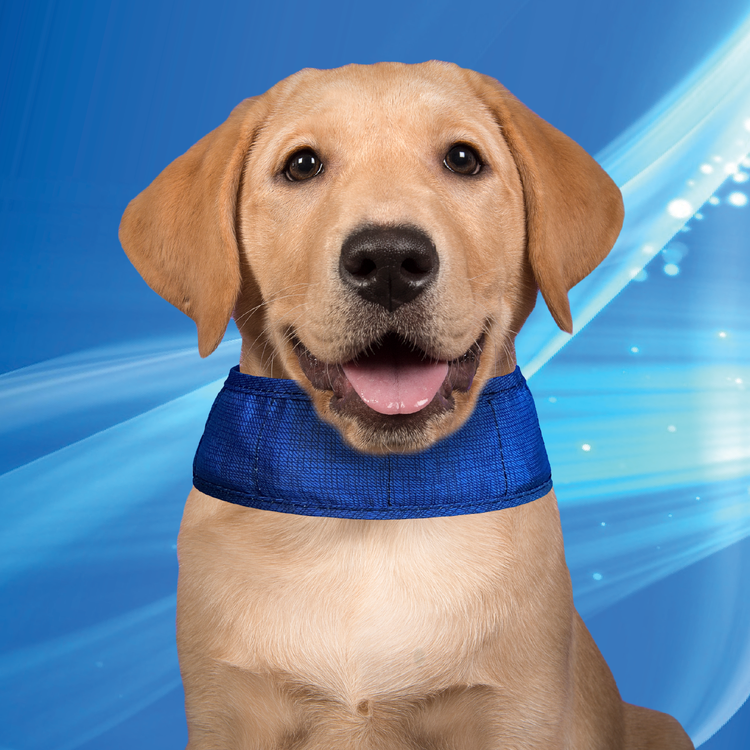 Aqua Coolkeeper Collare rinfrescante cane attivazione ad acqua