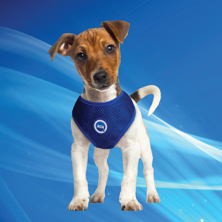 Aqua Coolkeeper Pettorina rinfrescante cane attivazione ad acqua