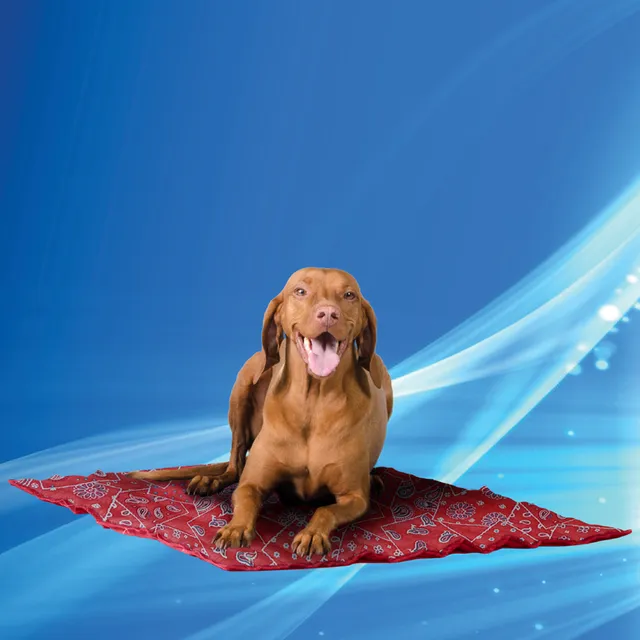 Aqua Coolkeeper tappetino rinfrescante per cani e gatti ad acqua