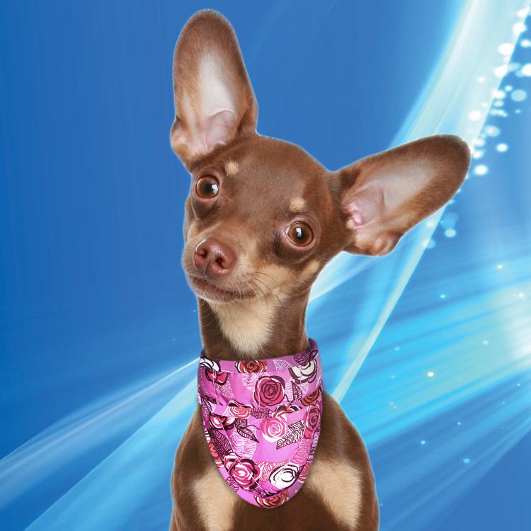 Aqua Coolkeeper Cooling Pet Bandana bandana rinfrescante cane